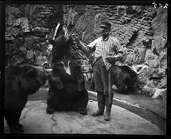 Bear Photo