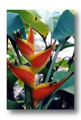 Rainforest ecology flower