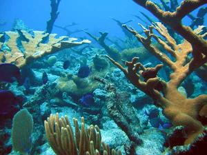 Blue tangs swimming in an elkhorn coral forest