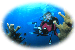 Coral reef scuba diver