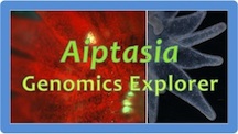 Aiptasia Explorer