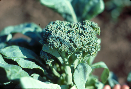 Broccoli