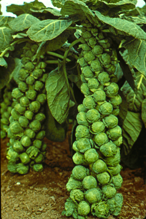 Brussels Sprouts Paul Williams