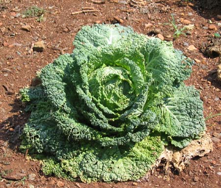 Cabbage