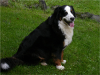 Image of a dog