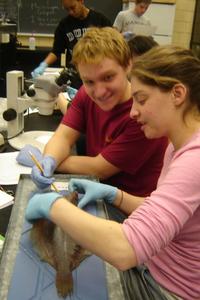 Fish morphology analysis
