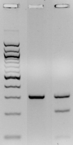 Gel showing SNP lab results