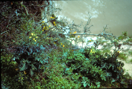 Brassica oleracea ssp. oleracea