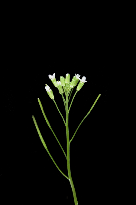 Wild-type Arabidopsis Inflorescence
