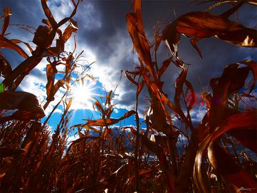 Sun and corn