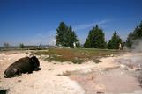 Buffalo,  YNP