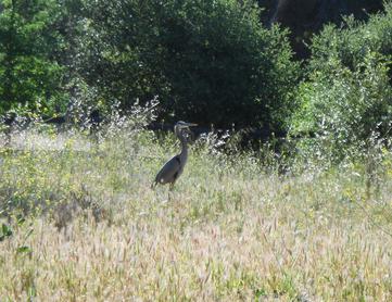 Heron on the Stanford University campus
