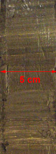 A section of a core drilled into the sediment at the bottom of a lake containing microfossils that can tell us about the climate at the time each sediment layer was deposited