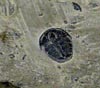 Very small trilobite
