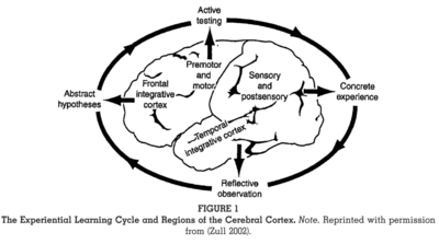 Zull Regions of Cerebral Cortex
