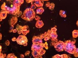 Cathodoluminescence photomicrograph of clinopyroxene