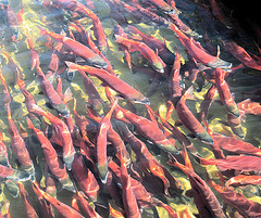 Baby Salmon