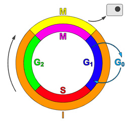 cell cycle for example