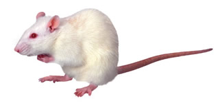 mouse