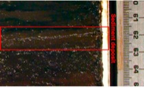Sediment Core Section