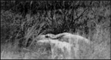 Photo of pigs near Aberjona River